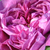 Fioletowy  - Róże Hybrid Perpetual - Reine des Violettes